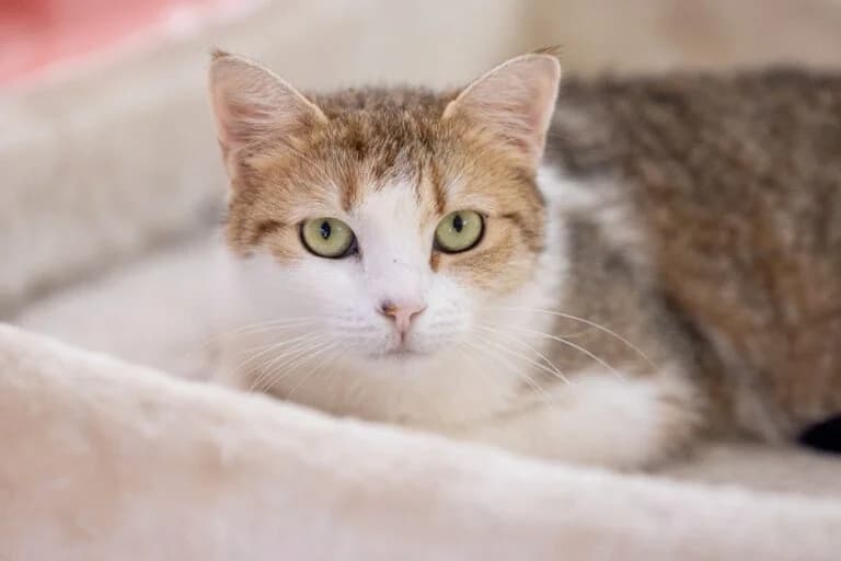 Luni + Samantha photo 6