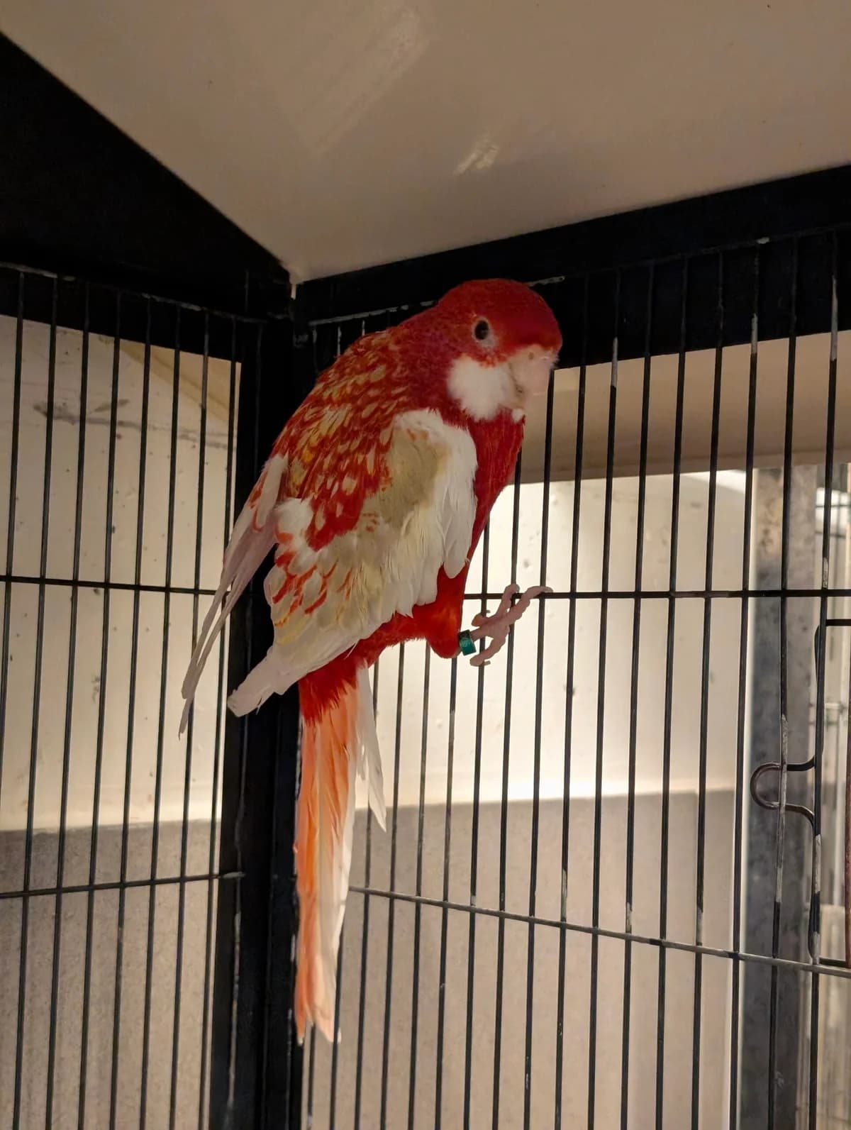 Rio, male mixed breed for adoption at Landestierschutzverein Steiermark, Graz