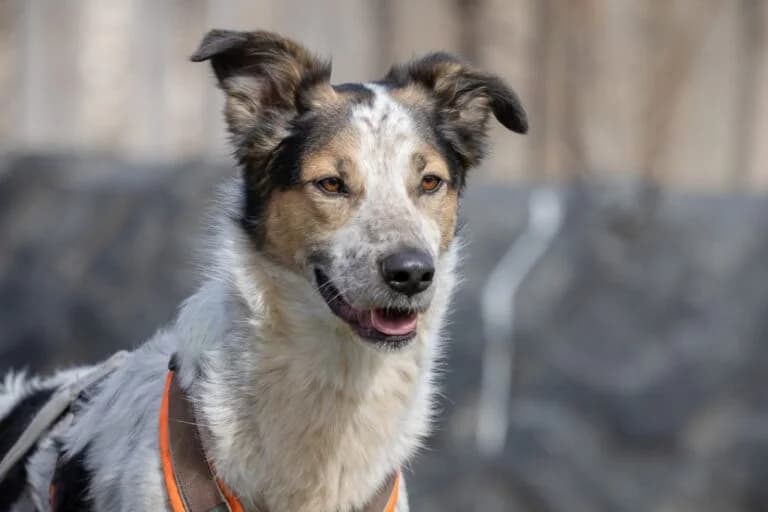 Rocky, male 7yo Mixed Breed for adoption at Wiener Tierschutzverein, Vienna