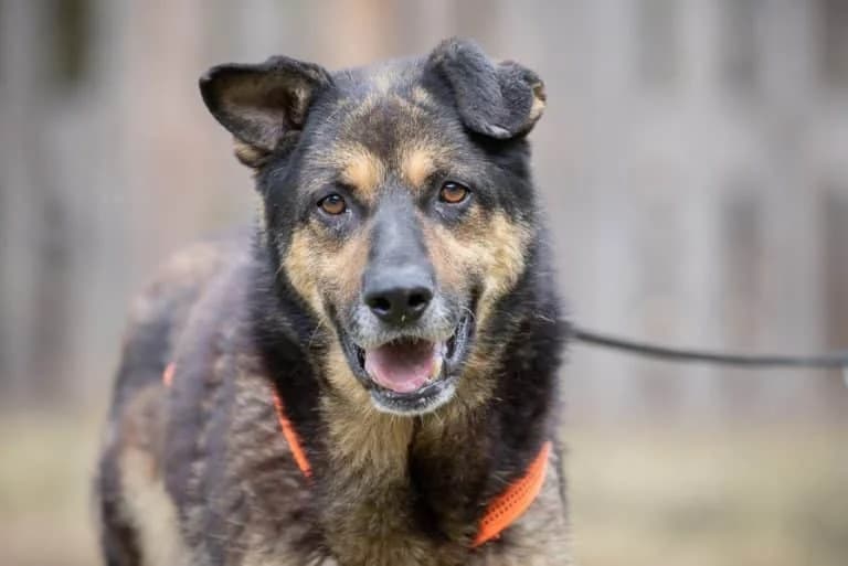Baloo, Mixed Breed (Tierschutz Austria)