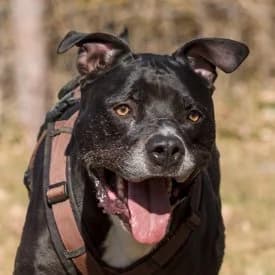 Connor, male American Staffordshire Terrier for adoption at TIKO Tierschutzkompetenzzentrum, Klagenfurt
