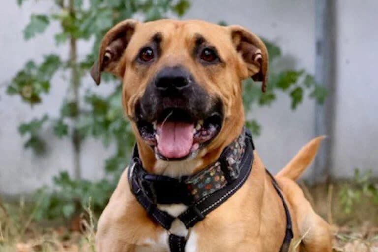 Malki, male senior Mixed Breed for adoption at Wiener Tierschutzverein, Vienna