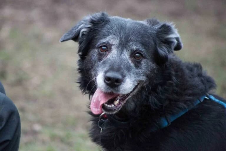 Tara, female senior Labrador Retriever for adoption at Wiener Tierschutzverein, Vienna