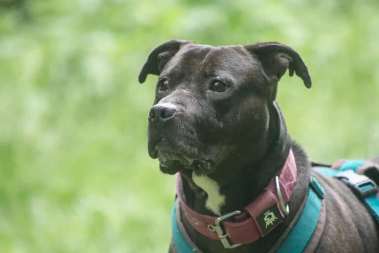 Maia, Mixed Breed (Tierschutz Austria)