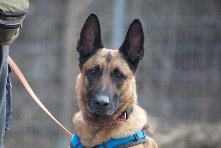 Cato, Mixed Breed (Tierschutz Austria)