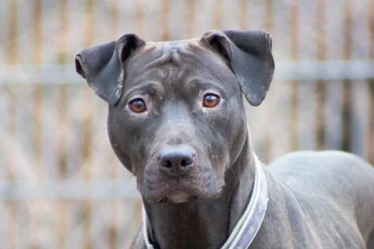 Lavana, female Mixed Breed for adoption at Wiener Tierschutzverein, Vienna