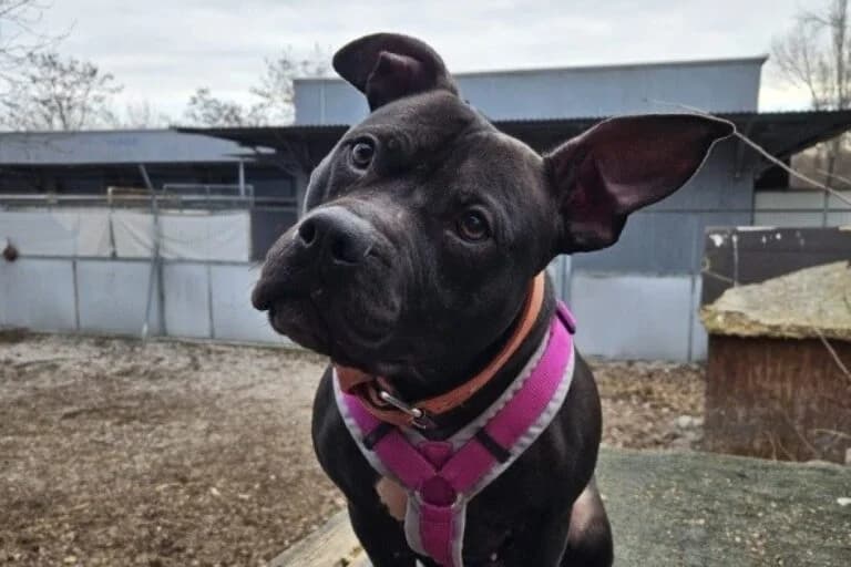 Cira Jr., female Mixed Breed for adoption at Wiener Tierschutzverein, Vienna