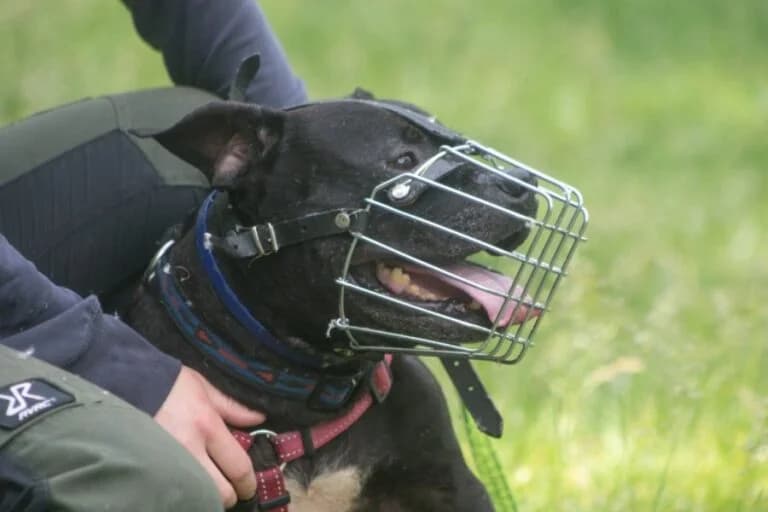 Panter, Mixed Breed (Wiener Tierschutzverein)