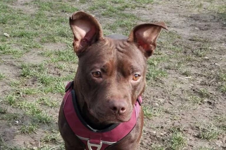 Louise, female Mixed Breed for adoption at Wiener Tierschutzverein, Vienna