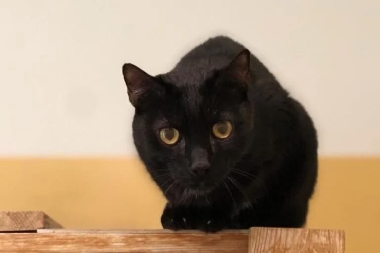 Max + Moritz photo 4