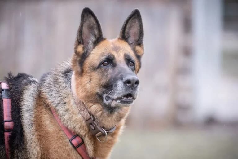 Inna, German Shepherd (Tierschutz Austria)