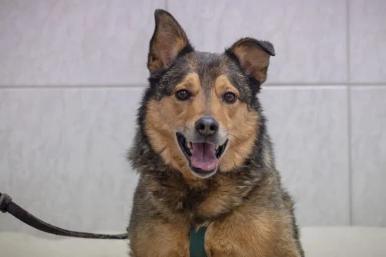 Basil, male senior Mixed Breed for adoption at Wiener Tierschutzverein, Vienna