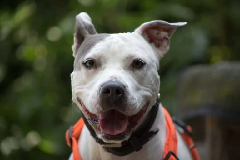Alea, female senior Mixed Breed for adoption at Wiener Tierschutzverein, Vienna