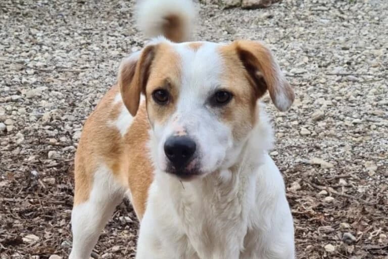 Tedy, Mixed Breed (Tierschutz Austria)
