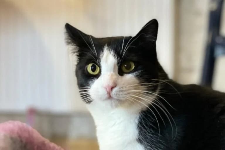 Isabelle, Mixed Breed Cat (Wiener Tierschutzverein)
