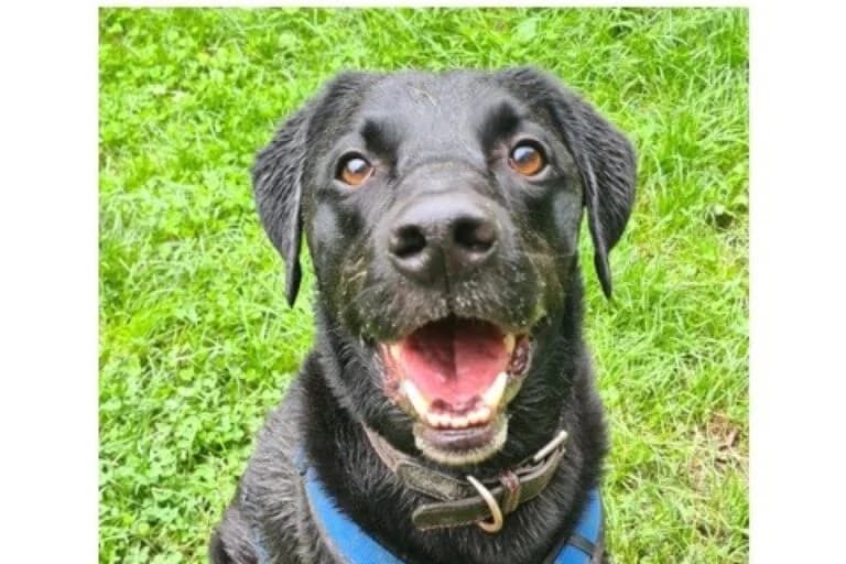 Adam, Labrador Retriever (Tierschutz Austria)