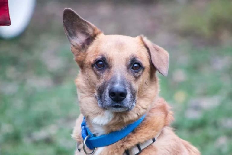Mogli, Mixed Breed (Tierschutz Austria)