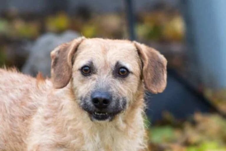 Caspar, Mixed Breed (Wiener Tierschutzverein)