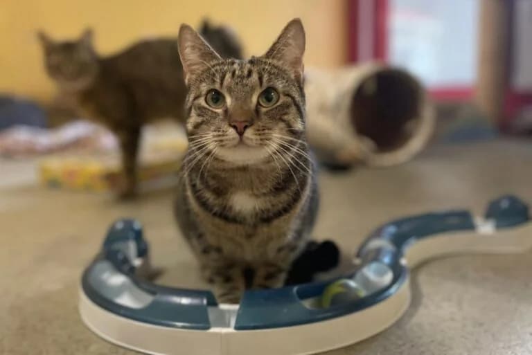 Pheobe + Cha photo 3