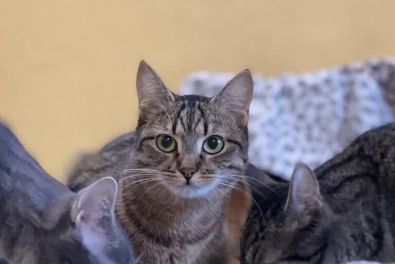 Pheobe + Cha photo 4