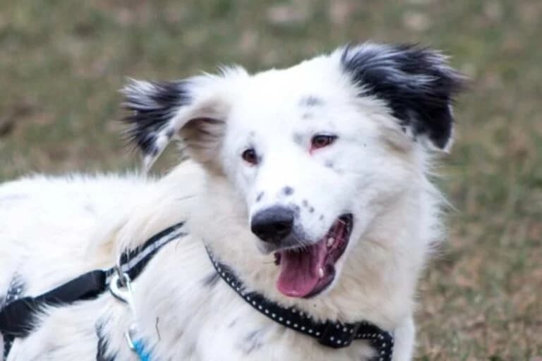 Malibu, female Mixed Breed for adoption at Tierschutz Austria, Vienna
