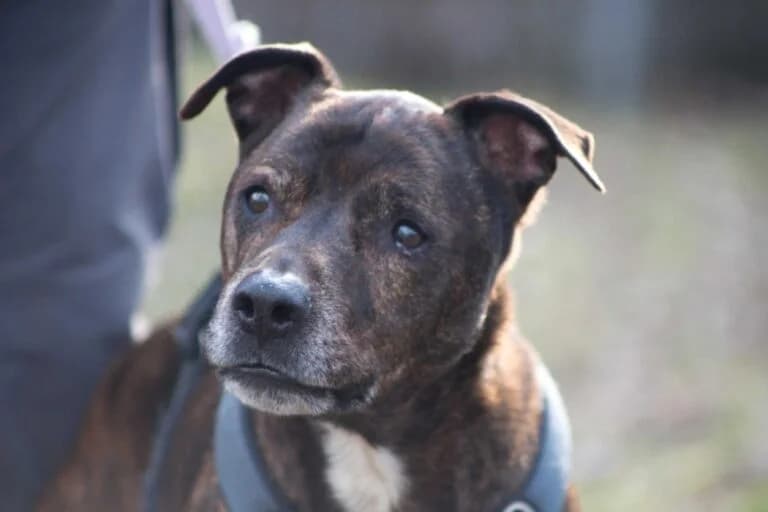 Bobby, Mixed Breed (Wiener Tierschutzverein)