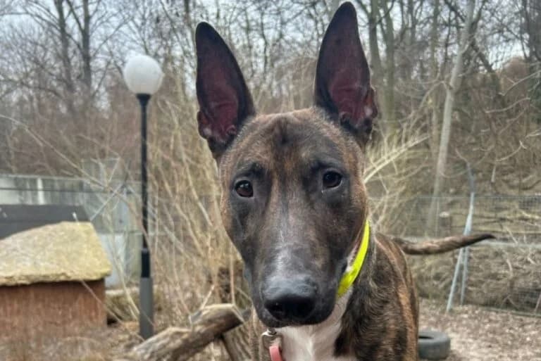 Falco, male Bull Terrier for adoption at Wiener Tierschutzverein, Vienna