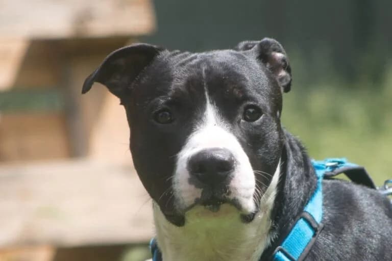 Romeo, male Mixed Breed for adoption at Tierschutz Austria, Vienna