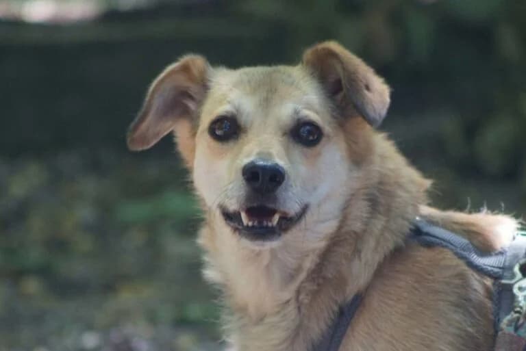 Alani, Mixed Breed (Tierschutz Austria)