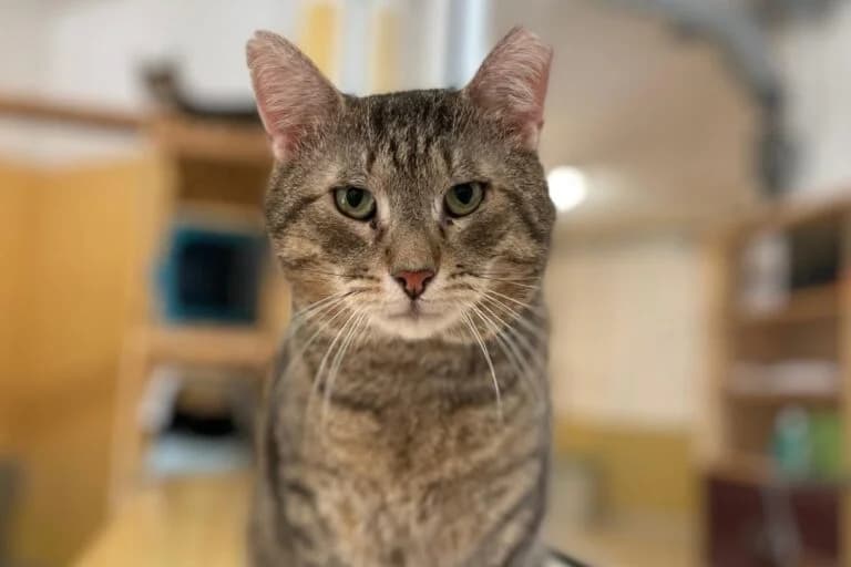 Fundus+Freunde, male Mixed Breed Cat for adoption at Wiener Tierschutzverein, Vienna
