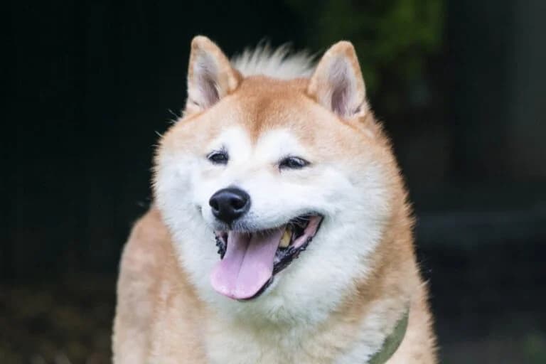 Yoshi, male Mixed Breed for adoption at Wiener Tierschutzverein, Vienna