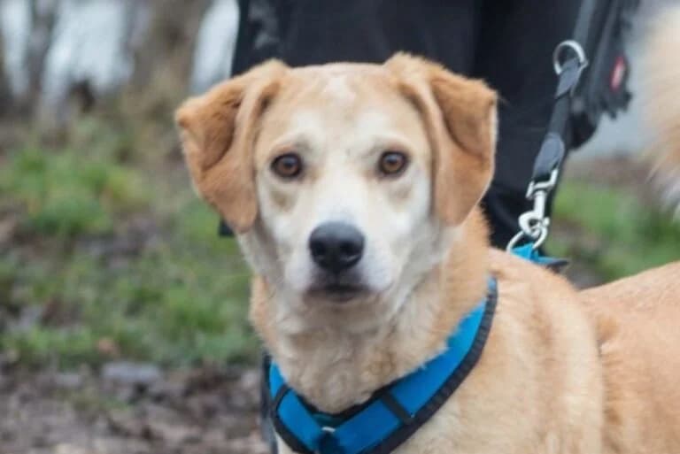 Marco, male 5yo Mixed Breed for adoption at Wiener Tierschutzverein, Vienna