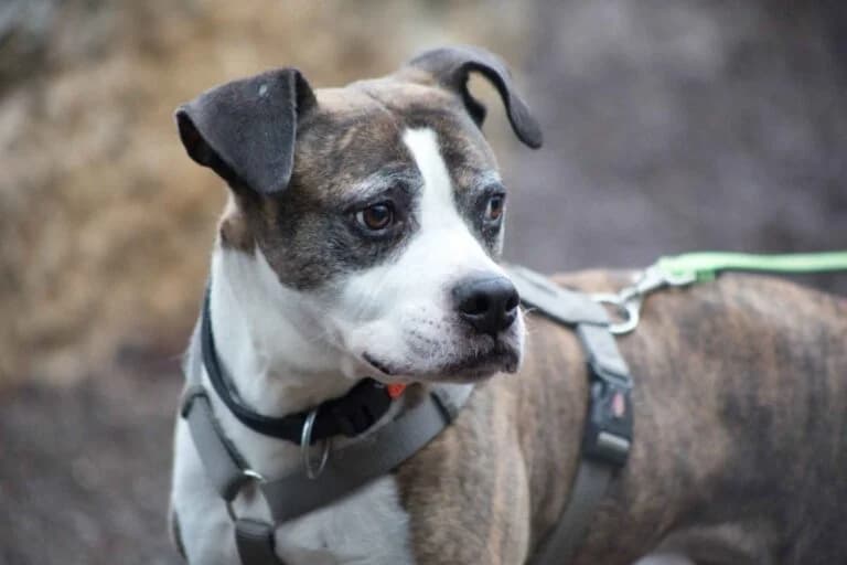 Indika, Mixed Breed (Tierschutz Austria)
