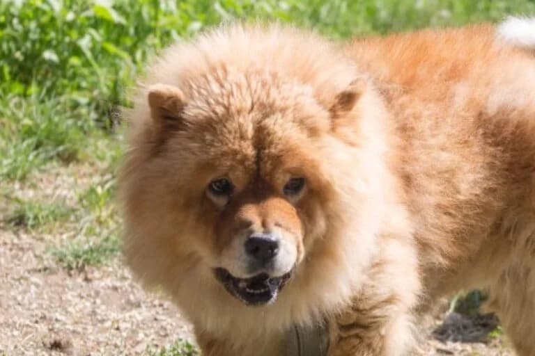 Bianca, Mixed Breed (Tierschutz Austria)