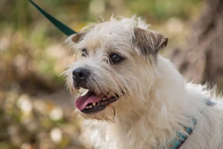Shrimpy, Mixed Breed (Wiener Tierschutzverein)