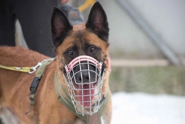 Rocky, Mixed Breed (Tierschutz Austria)
