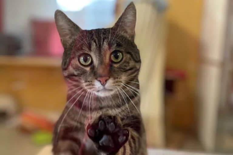 Simba, male Mixed Breed Cat for adoption at Tierschutz Austria, Vienna