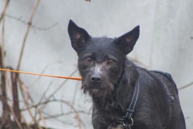 Mona, Mixed Breed (Tierschutz Austria)