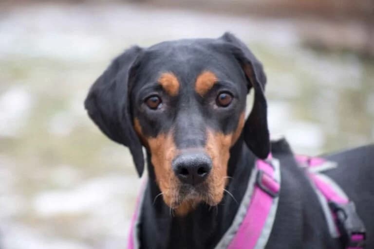 Biene, Mixed Breed (Tierschutz Austria)