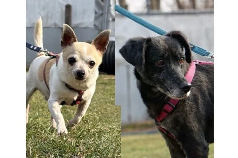 Dugo+Picur, male senior Mixed Breed for adoption at Tierschutz Austria, Vienna