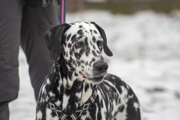 Pinto, Mixed Breed (Tierschutz Austria)