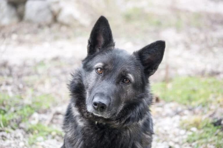 Nanda, female 7yo Mixed Breed for adoption at Tierschutz Austria, Vienna