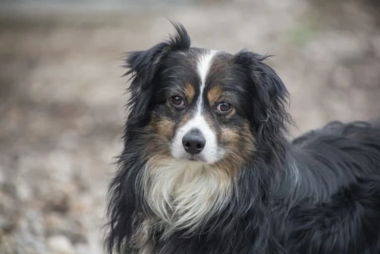 Navin, male 5yo Mixed Breed for adoption at Tierschutz Austria, Vienna