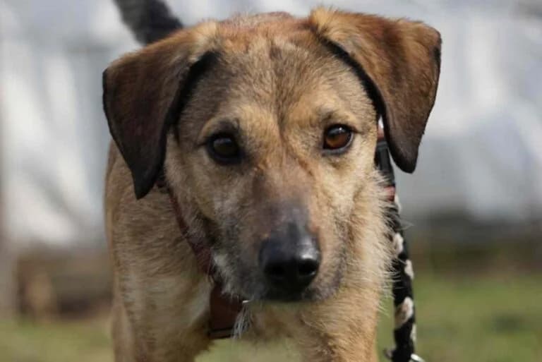 Payakan, Mixed Breed (Wiener Tierschutzverein)