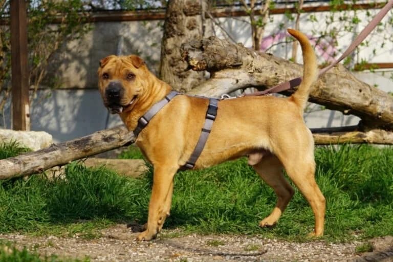 Benno (Bandi photo 3