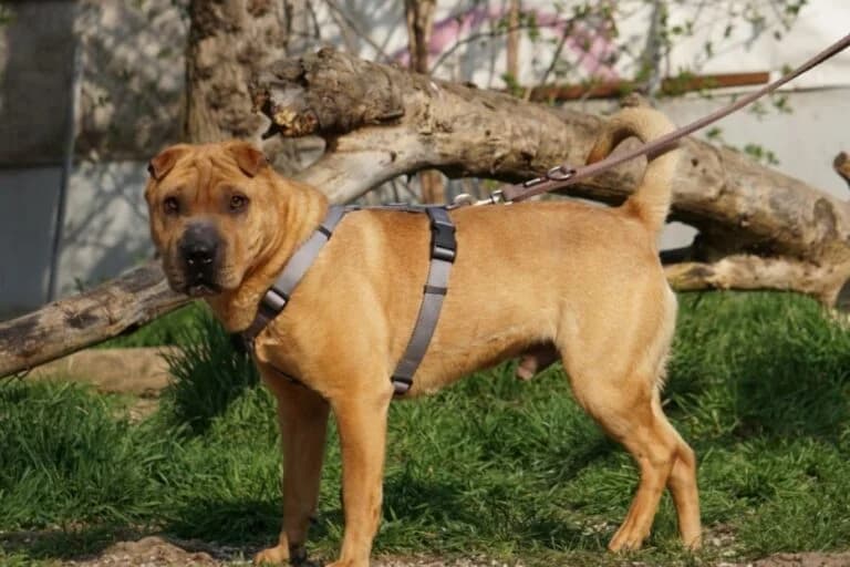 Benno (Bandi photo 4