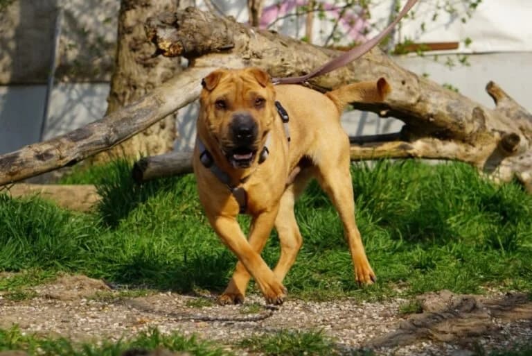 Benno (Bandi photo 5