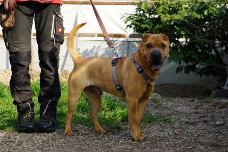 Benno (Bandi photo 6