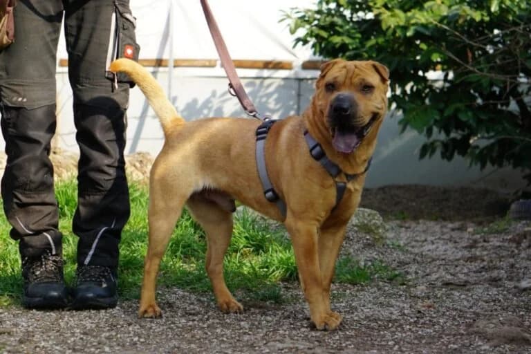 Benno (Bandi photo 7