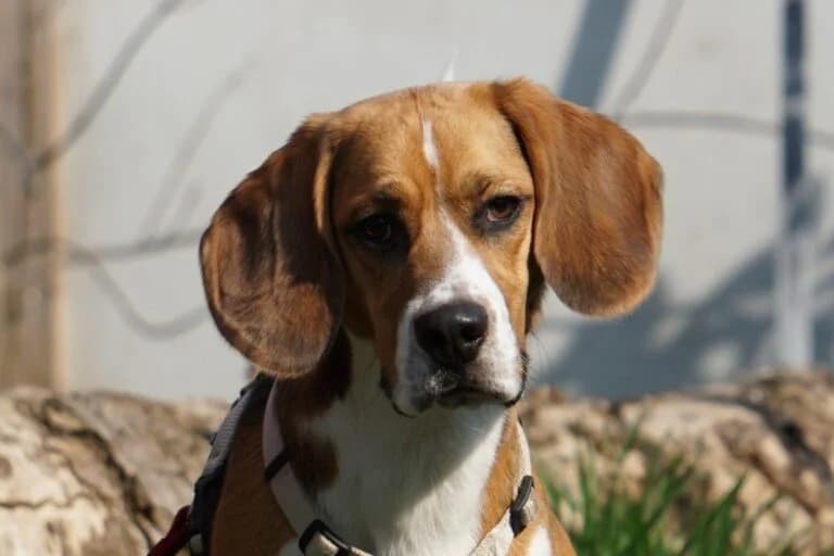 Lou, male young Beagle for adoption at Tierschutz Austria, Vienna